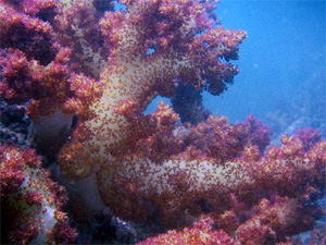 The corals of Ras Al Khaimah