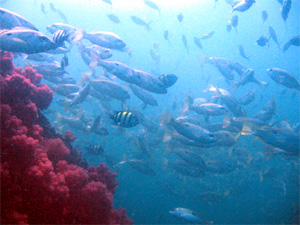 A school of fish in the waters of Ras Al Khaimah